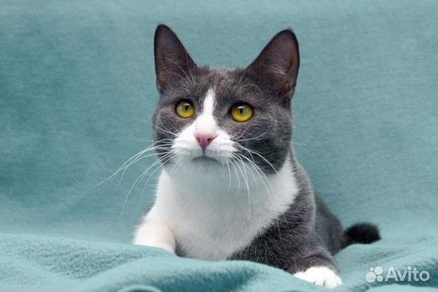 Котики Сэм и Мартин ищут дом