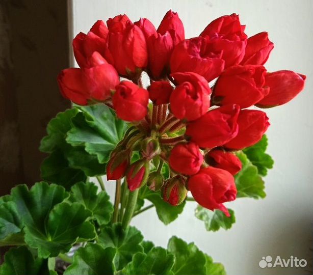 Герань пеларгония