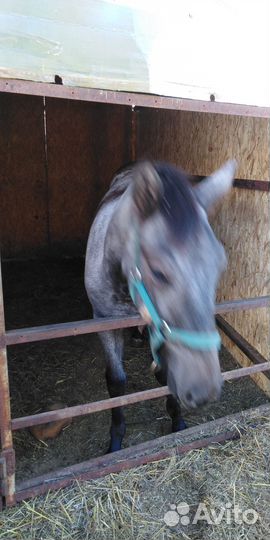 Продам лошадь
