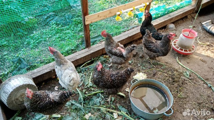 Куры несушки доминант