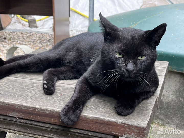 Черный кот в добрые руки