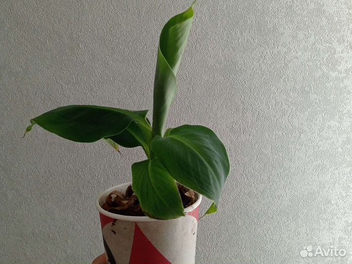 Банановая пальма