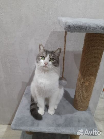 Кошка в дар