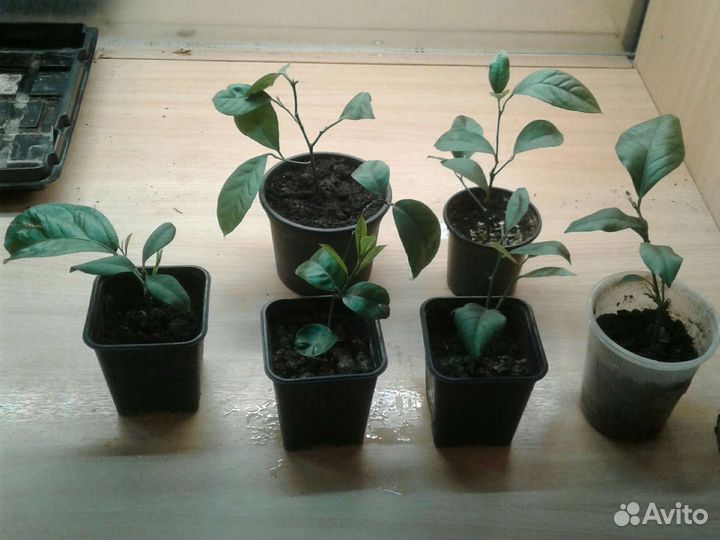 Лимон плодоносящий крупномер. До 1.3 м. Доставка