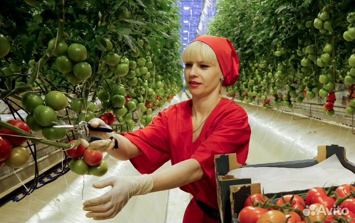 Фасовщики готовой продукции в Волгоград, м/ж