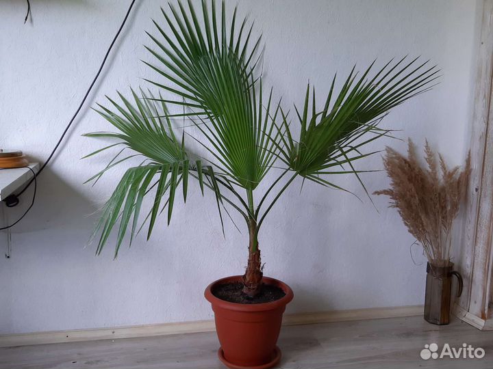 Пальма Вашингтония, взрослое растение