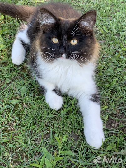 Кошка в дар