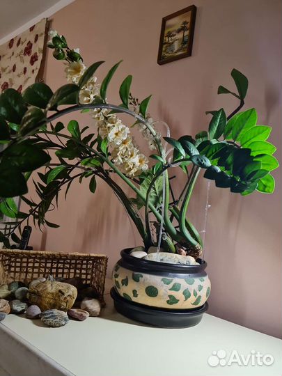 Замиокулькас, долларовое дерево