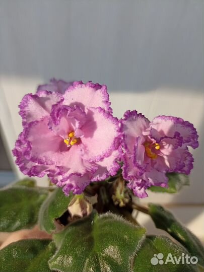 Сортовые фиалки