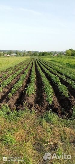 Картофель деревенский