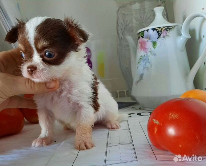 Мини мальЧишечка