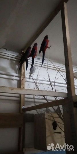 Попугай Розелла