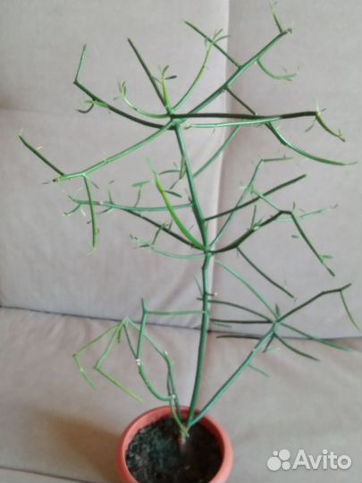 Хлорофитум