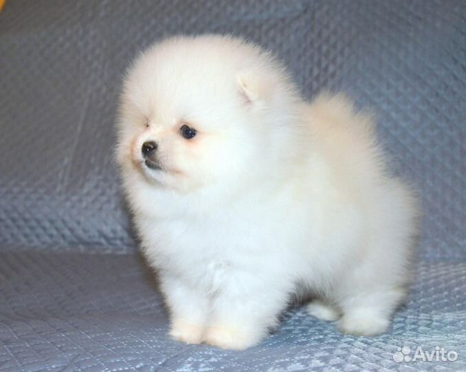 Шикарные девчульки-лапотульки