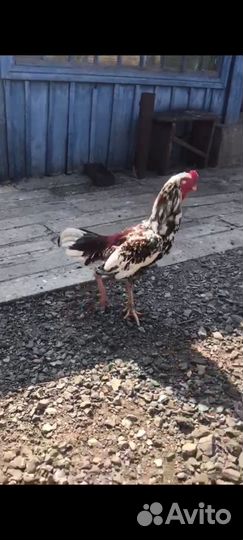 Бойцовые петухи