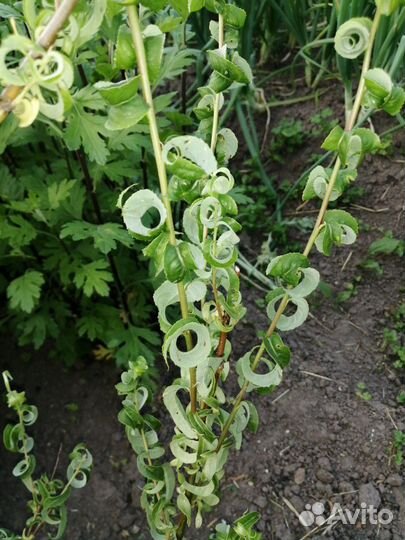 Ива Криспа-кудрявая красавица