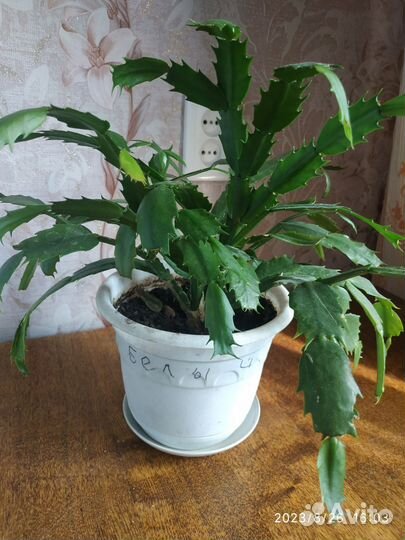 Цветок декабрист