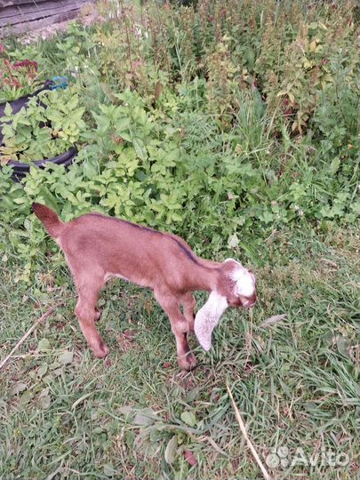 Коза и козлята