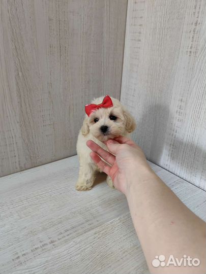 Мальтипу с документами