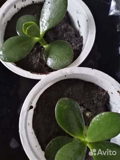 Толстянка-денежное дерево-отростки