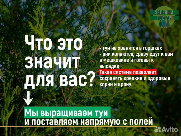 Туя смарагд 0,8 м свежая копка 2023
