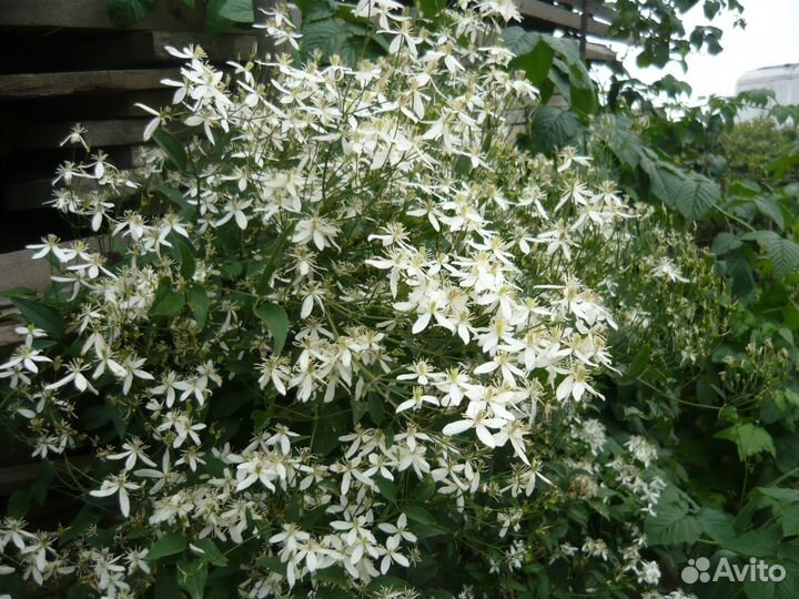 Клематис и Девичий виноград