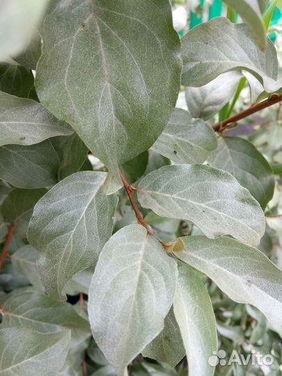 Лох серебристый