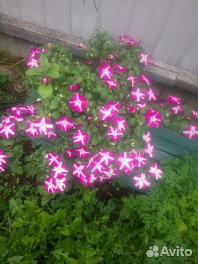 Цветы комнатные