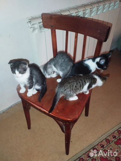 Котята в добрые руки