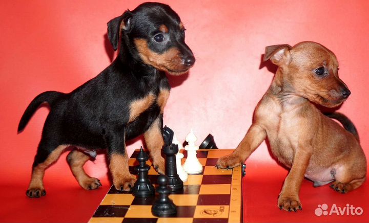 Чудесные пинчерята