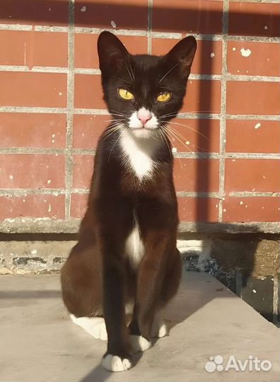 Домашняя кошка погибнет на улице