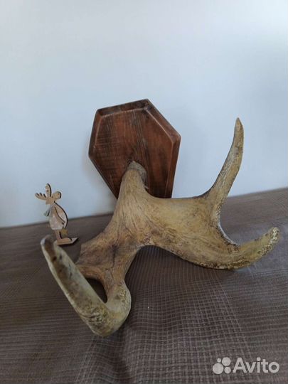 Рог лося на медальоне (деревянном)