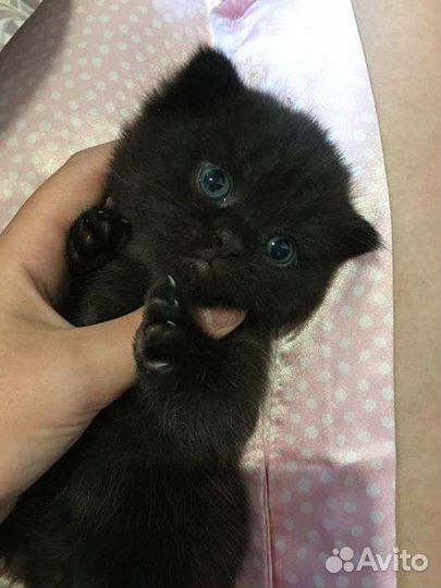 Вислоухие котята в добрые руки бесплатно