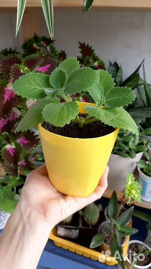 Черенки комнатной мяты