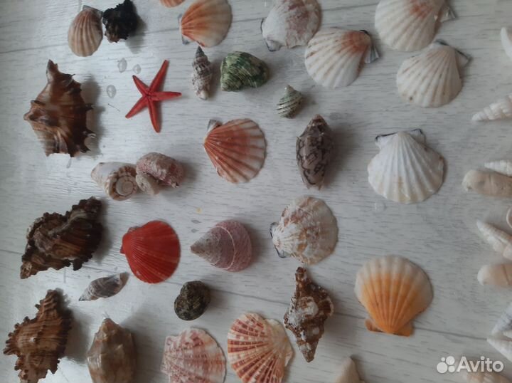 Ракушки + камни 3кг