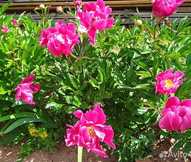 Пион травянистый