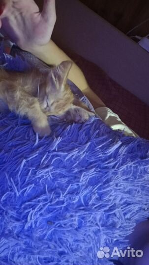 Отдам котенка в добрые руки