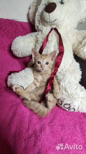 Котята рыжие бесплатно