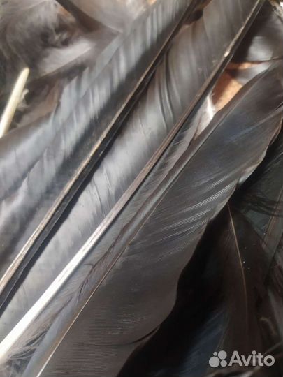 Перья чёрного ворона