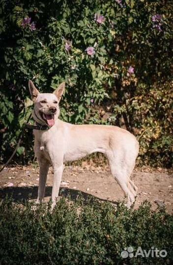 Левретка в добрые руки