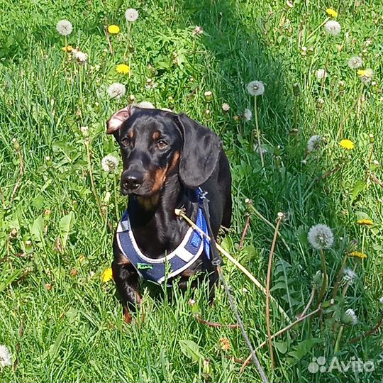 Вязка такса