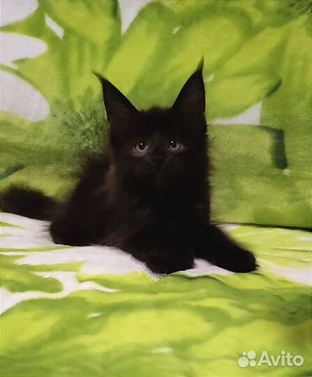 Котята мейн-кун