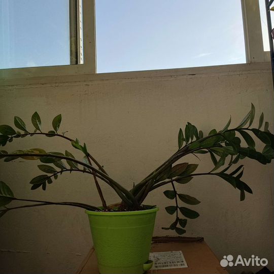 Замиокулькас