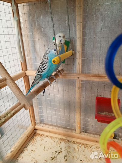 Волнистый попугай две девочки