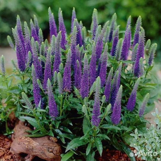 Многолетние садовые растения