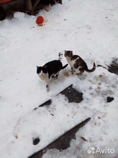 Отдаем котят в добрые руки