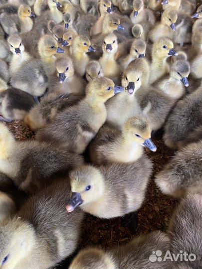 Гусята,утята,муларды,бройлер