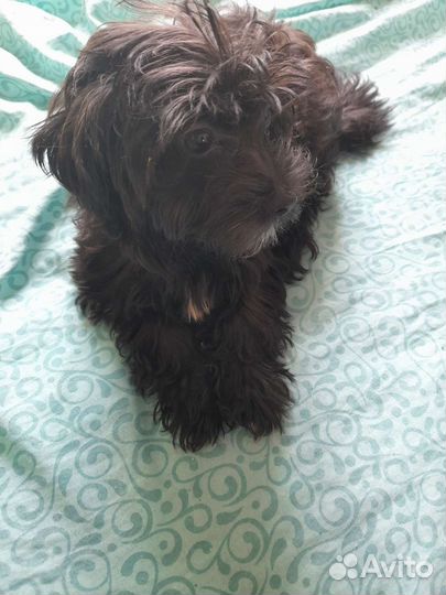 Йоркширский терьер щенки