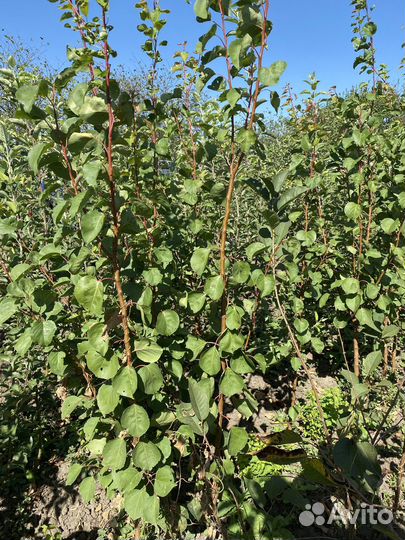 Саженцы плодовых деревьев