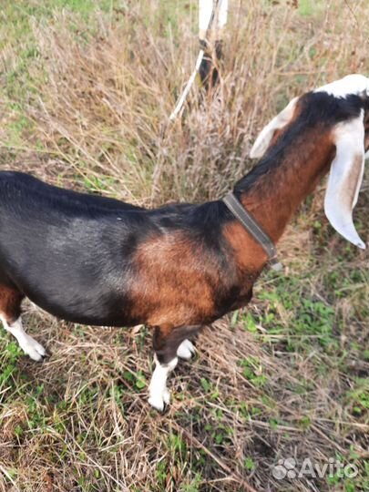 Англо-нубийская коза